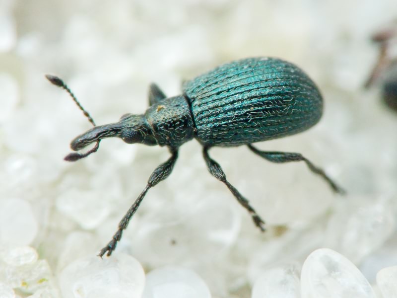 Ischnopterapion virens (Herbst, 1797)